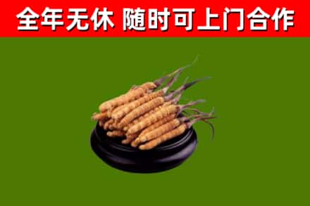 和平烟酒回收冬虫夏草.jpg