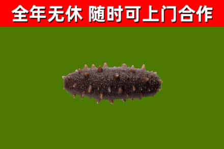 和平烟酒回收干海参.jpg